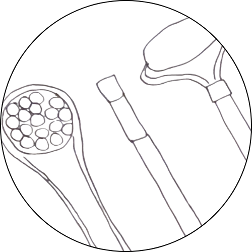 Accessoires